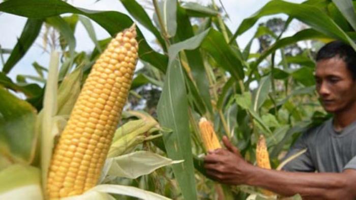 Jagung Jadi Pilihan Alternatif Petani di Bolmong