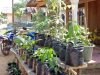 Program Kawasan Rumah Pangan Lestari di Bolmong Mulai April Ini