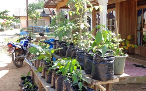 Program Kawasan Rumah Pangan Lestari di Bolmong Mulai April Ini