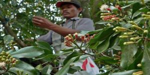 Petani Cengkeh