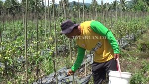 Petani Tomat