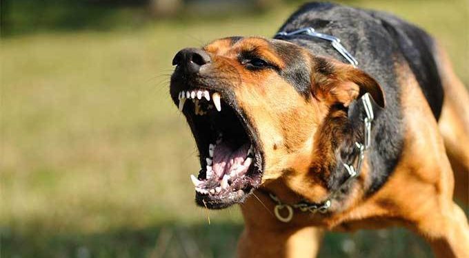 Dinkes Boltim Dorong Desa Bentuk Perdes Pemeliharaan Anjing