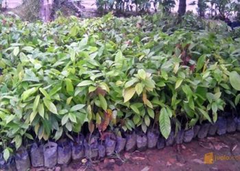 Dispertanak Boltim Siap Salurkan 3600 Pohon Kakao