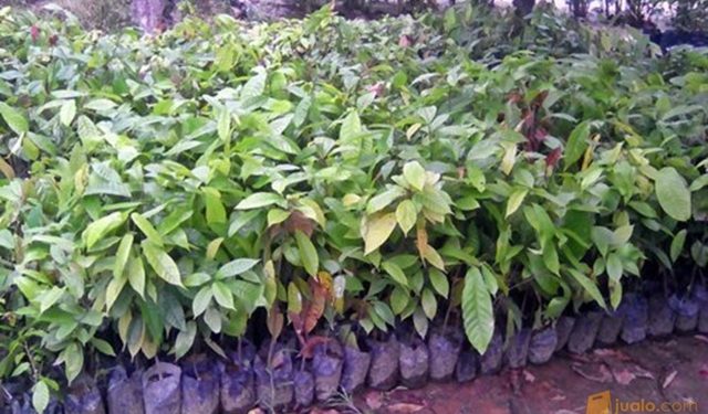 Dispertanak Boltim Siap Salurkan 3600 Pohon Kakao