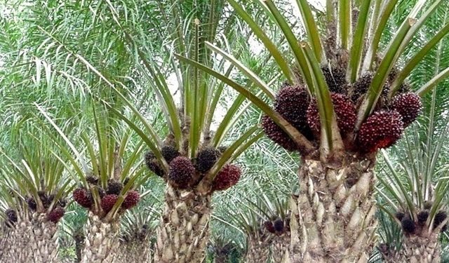 Taufik: Izin Perusahan Kelapa Sawit di Bolmong Itu Sejak 2009