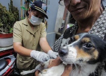 Hingga Juli Dinkes Bolmong Tangani 115 Kasus Gigitan Anjing