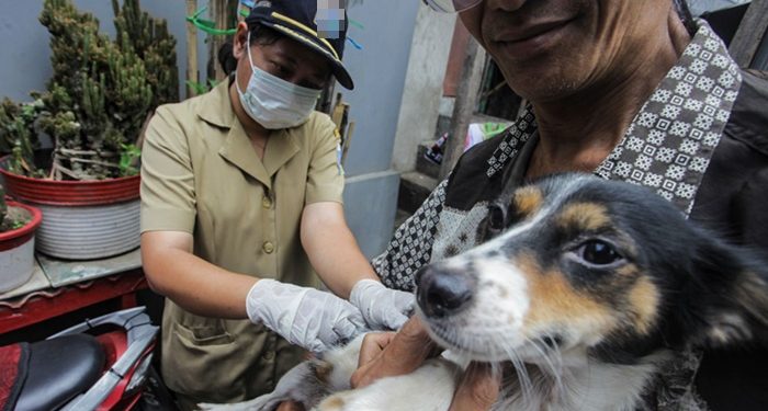 Hingga Juli Dinkes Bolmong Tangani 115 Kasus Gigitan Anjing