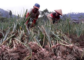 Investor Lirik Bawang Putih Boltim