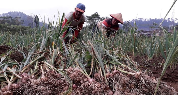 Investor Lirik Bawang Putih Boltim