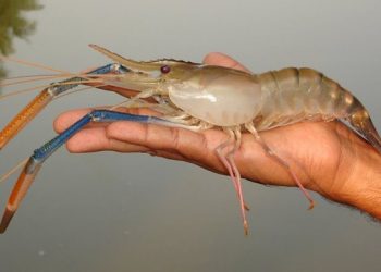 Udang Tambak Bolmong Dilirik Investor