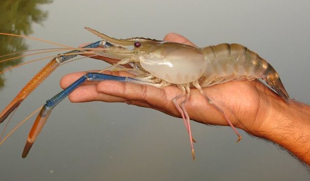 Udang Tambak Bolmong Dilirik Investor