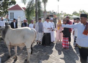 Total Hewan Qurban Yang Disembelih di Bolsel Berjumlah 364 Ekor