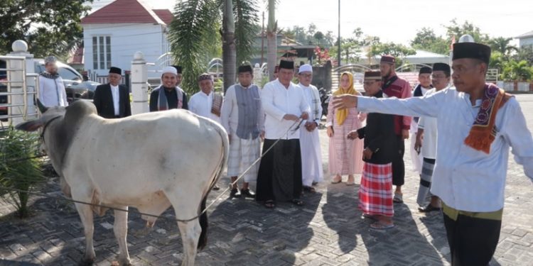 Total Hewan Qurban Yang Disembelih di Bolsel Berjumlah 364 Ekor