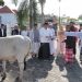 Total Hewan Qurban Yang Disembelih di Bolsel Berjumlah 364 Ekor