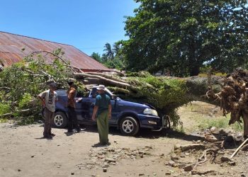Pohon tumbang akibat diterjang angin kencang menimpa mobil yang terparkir di Dinas Pendidikan Bolmong