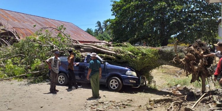 Pohon tumbang akibat diterjang angin kencang menimpa mobil yang terparkir di Dinas Pendidikan Bolmong