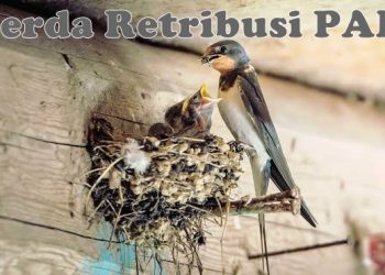 Siap-Siap Pengusaha Sarang Burung Walet di Bolmong Akan Dikenakan Pajak