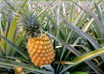 Dinas Koperasi dan UKM Bolmong Siap Olah Limbah Daun Nenas Menjadi Kain