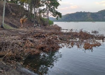 Pemerhati Lingkungan Kecam Penebangan Hutan Mangrove di Desa Sauk