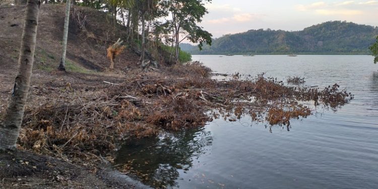 Pemerhati Lingkungan Kecam Penebangan Hutan Mangrove di Desa Sauk