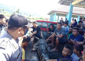 Wara Iyok Boltim Tangkap Buaya Muara Sepanjang 2,5 Meter