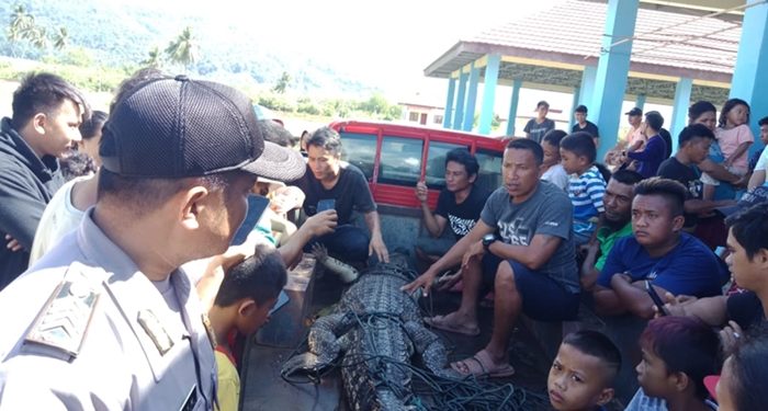 Wara Iyok Boltim Tangkap Buaya Muara Sepanjang 2,5 Meter
