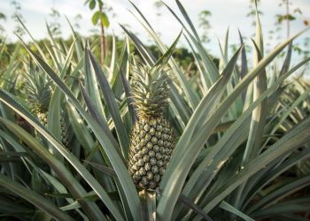 Diskop dan UKM Bolmong Akan “Sulap” Daun Nenas Jadi Kain