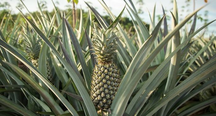 Diskop dan UKM Bolmong Akan “Sulap” Daun Nenas Jadi Kain