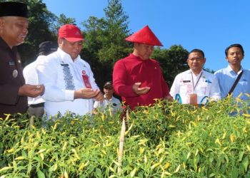 Agenda Wabup Bolsel Hari Ini, Mulai Panen Cabe Hingga Hadiri Pelantikan Anggota BPD