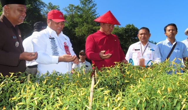Agenda Wabup Bolsel Hari Ini, Mulai Panen Cabe Hingga Hadiri Pelantikan Anggota BPD