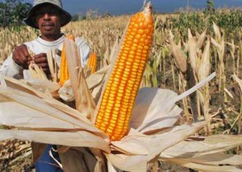 Jagung Masih Jadi Andalan Petani Bolmong Jelang Musim Panas