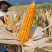 Jagung Masih Jadi Andalan Petani Bolmong Jelang Musim Panas