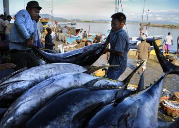 Produksi Ikan di Kabupaten Bolsel Over Target
