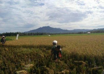 Warga Bolmong Jangan Kwatir, Cadangan Beras Aman Hingga Empat Bulan ke Depan