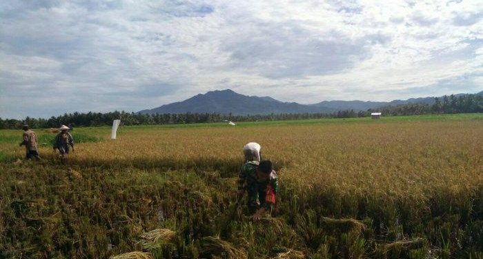 Warga Bolmong Jangan Kwatir, Cadangan Beras Aman Hingga Empat Bulan ke Depan