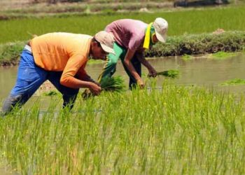 Pemkab Bolmong Jamin Ketersediaan Bibit dan Pupuk Untuk Petani