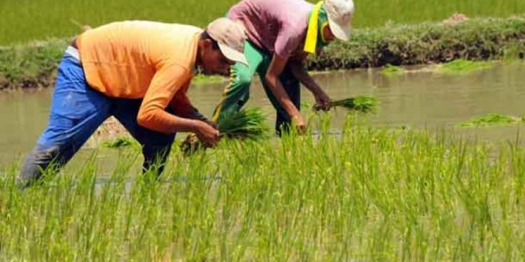 Pemkab Bolmong Jamin Ketersediaan Bibit dan Pupuk Untuk Petani