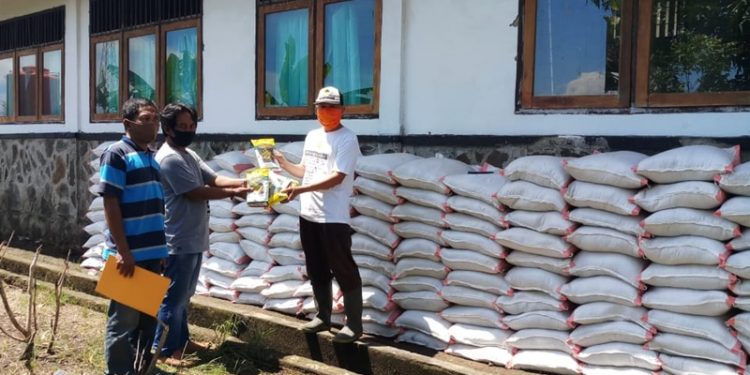 Pemkab Bolmong Sebar Bibit Jagung Manis