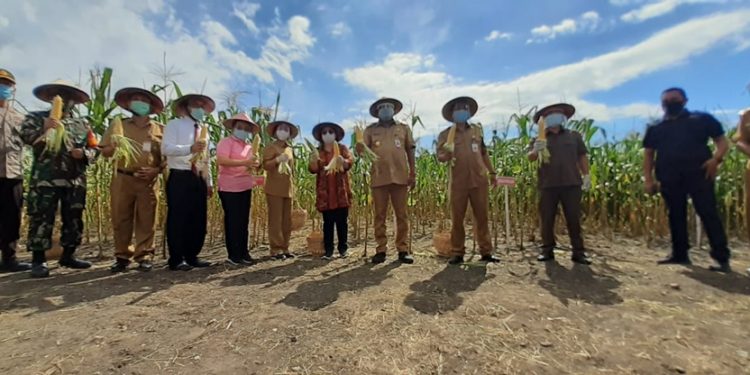 Bupati Bolmong dan Gubernur Panen Jagung Manis