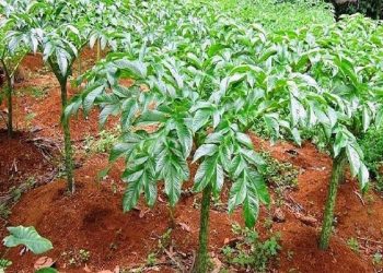 Yasti Datangkan Investor Beli Porang di BMR