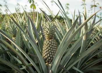 Serat Daun Nanas Dari Bolmong Mulai Diproduksi