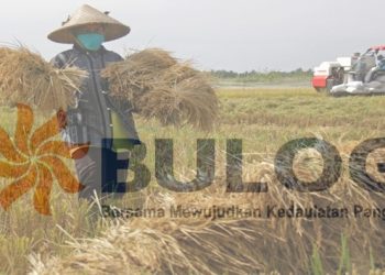 Kabar Gembira, Bulog Divre Bolmong Siap Beli Beras Lokal