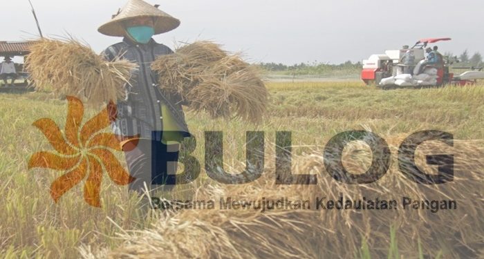 Kabar Gembira, Bulog Divre Bolmong Siap Beli Beras Lokal