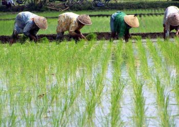 DKP Pastikan Cadangan Pangan di Bolmong Aman