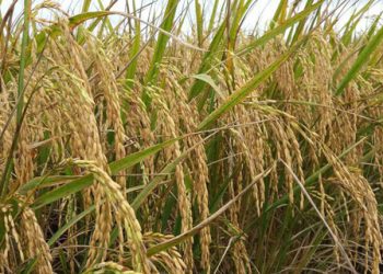 Kabupaten Bolmong Siap Kembangkan Varietas Padi Sulutan