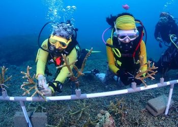 Turis Asal Eropa dan China Ikut Diving Festival di Bolsel