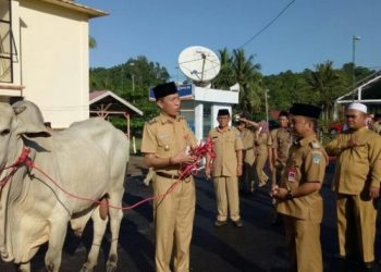 Total Hewan Kurban Terkumpul di Bolsel Berjumlah 177 Ekor Sapi