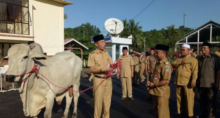 Total Hewan Kurban Terkumpul di Bolsel Berjumlah 177 Ekor Sapi
