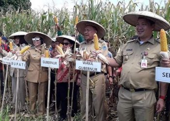 Produksi Beras dan Jagung di Bolmong Masih Surplus