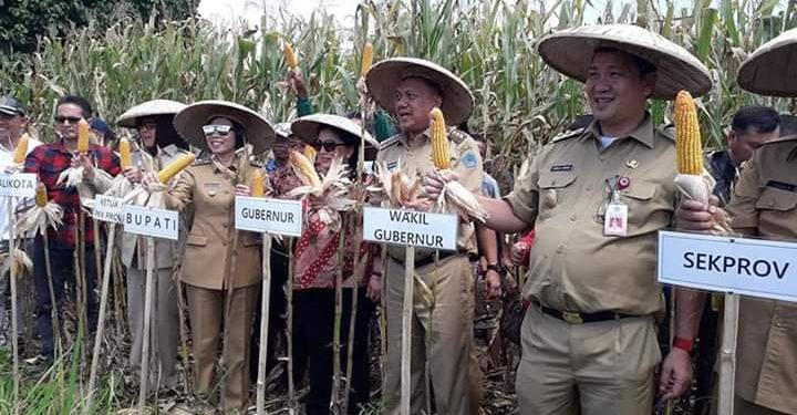 Produksi Beras dan Jagung di Bolmong Masih Surplus